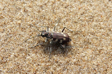 Dune Tiger Beetle (scaled)