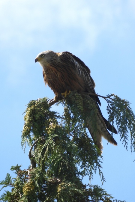 Red Kite 5 (scaled)