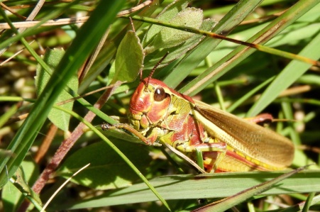 Large Marsh Grasshopper 4 (scaled)