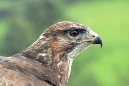Buzzard - close-up (scaled)