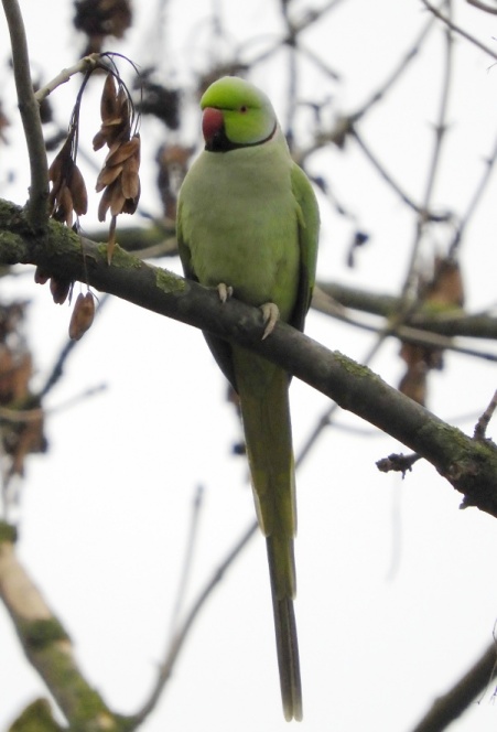 Ring-necked Parakeet 5 (scaled)
